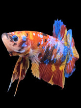 Load image into Gallery viewer, GIANT Male Halfmoon Plakat - Multicolor #2407 - Live Betta Fish
