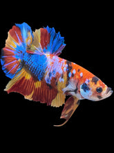 Load image into Gallery viewer, GIANT Male Halfmoon Plakat - Multicolor #2407 - Live Betta Fish
