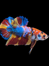 Load image into Gallery viewer, GIANT Male Halfmoon Plakat - Multicolor #2407 - Live Betta Fish

