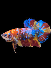 Load image into Gallery viewer, GIANT Male Halfmoon Plakat - Multicolor #2407 - Live Betta Fish

