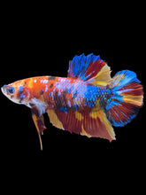 Load image into Gallery viewer, GIANT Male Halfmoon Plakat - Multicolor #2407 - Live Betta Fish
