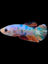 Load image into Gallery viewer, Male Halfmoon Plakat - Candy #2409 - Live Betta Fish
