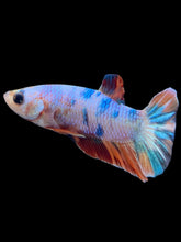 Load image into Gallery viewer, Male Halfmoon Plakat - Candy #2409 - Live Betta Fish
