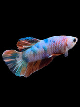 Load image into Gallery viewer, Male Halfmoon Plakat - Candy #2409 - Live Betta Fish
