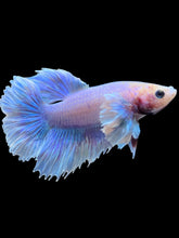 Load image into Gallery viewer, Male Halfmoon - Pastel Dumbo #2410 - Live Betta Fish
