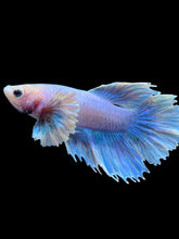 Load image into Gallery viewer, Male Halfmoon - Pastel Dumbo #2410 - Live Betta Fish
