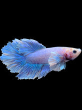 Load image into Gallery viewer, Male Halfmoon - Pastel Dumbo #2410 - Live Betta Fish
