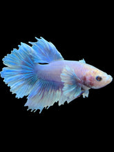 Load image into Gallery viewer, Male Halfmoon - Pastel Dumbo #2410 - Live Betta Fish
