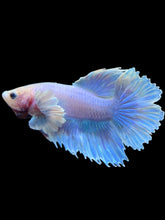 Load image into Gallery viewer, Male Halfmoon - Pastel Dumbo #2410 - Live Betta Fish
