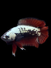 Load image into Gallery viewer, Male Double Tail - Red Devil Samurai #2411 - Live Betta Fish
