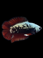 Load image into Gallery viewer, Male Double Tail - Red Devil Samurai #2411 - Live Betta Fish
