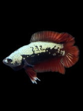 Load image into Gallery viewer, Male Double Tail - Red Devil Samurai #2411 - Live Betta Fish
