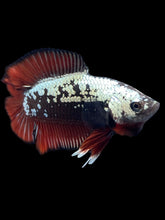 Load image into Gallery viewer, Male Double Tail - Red Devil Samurai #2411 - Live Betta Fish
