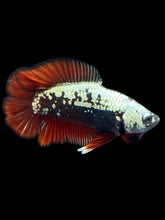 Load image into Gallery viewer, Male Double Tail - Red Devil Samurai #2411 - Live Betta Fish
