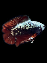 Load image into Gallery viewer, Male Double Tail - Red Devil Samurai #2411 - Live Betta Fish
