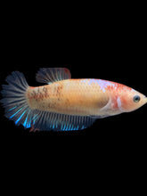 Load image into Gallery viewer, Female Halfmoon Plakat - Tancho #2412 - Live Betta Fish
