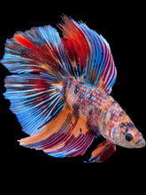 Load image into Gallery viewer, Male Double Tail - Multicolor #2412 - Live Betta Fish
