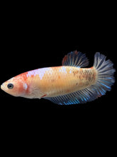 Load image into Gallery viewer, Female Halfmoon Plakat - Tancho #2412 - Live Betta Fish
