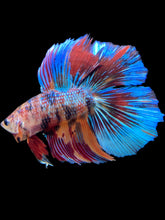 Load image into Gallery viewer, Male Double Tail - Multicolor #2412 - Live Betta Fish
