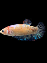 Load image into Gallery viewer, Female Halfmoon Plakat - Tancho #2412 - Live Betta Fish
