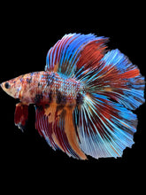 Load image into Gallery viewer, Male Double Tail - Multicolor #2412 - Live Betta Fish
