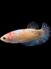 Load image into Gallery viewer, Female Halfmoon Plakat - Tancho #2412 - Live Betta Fish
