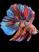 Load image into Gallery viewer, Male Double Tail - Multicolor #2412 - Live Betta Fish
