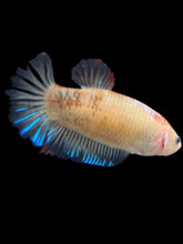 Load image into Gallery viewer, Female Halfmoon Plakat - Tancho #2412 - Live Betta Fish
