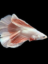Load image into Gallery viewer, Male Fullmoon - Rosegold Butterfly #2513 - Live Betta Fish
