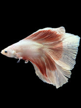 Load image into Gallery viewer, Male Fullmoon - Rosegold Butterfly #2513 - Live Betta Fish

