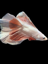 Load image into Gallery viewer, Male Fullmoon - Rosegold Butterfly #2513 - Live Betta Fish
