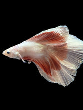 Load image into Gallery viewer, Male Fullmoon - Rosegold Butterfly #2513 - Live Betta Fish
