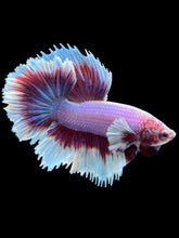 Load image into Gallery viewer, Male Rosetail - Purple Dumbo #2413 - Live Betta Fish
