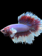 Load image into Gallery viewer, Male Rosetail - Purple Dumbo #2413 - Live Betta Fish
