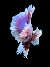 Load image into Gallery viewer, Male Rosetail - Purple Dumbo #2413 - Live Betta Fish

