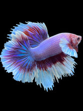 Load image into Gallery viewer, Male Rosetail - Purple Dumbo #2413 - Live Betta Fish
