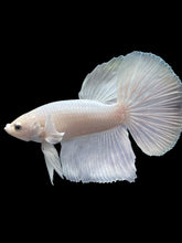 Load image into Gallery viewer, Male Halfmoon - White Platinum #2414 - Live Betta Fish
