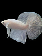Load image into Gallery viewer, Male Halfmoon - White Platinum #2414 - Live Betta Fish
