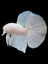 Load image into Gallery viewer, Male Halfmoon - White Platinum #2414 - Live Betta Fish
