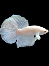 Load image into Gallery viewer, Male Halfmoon - White Platinum #2414 - Live Betta Fish
