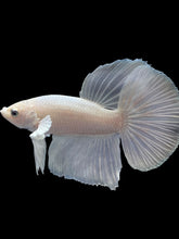 Load image into Gallery viewer, Male Halfmoon - White Platinum #2414 - Live Betta Fish
