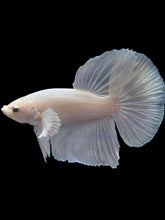 Load image into Gallery viewer, Male Halfmoon - White Platinum #2414 - Live Betta Fish
