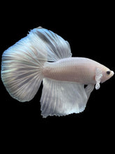 Load image into Gallery viewer, Male Halfmoon - White Platinum #2414 - Live Betta Fish
