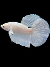 Load image into Gallery viewer, Male Halfmoon - White Platinum #2414 - Live Betta Fish
