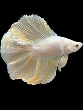 Load image into Gallery viewer, Male Fullmoon - Super Gold #2415 - Live Betta Fish
