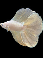 Load image into Gallery viewer, Male Fullmoon - Super Gold #2415 - Live Betta Fish
