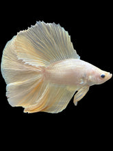 Load image into Gallery viewer, Male Fullmoon - Super Gold #2415 - Live Betta Fish
