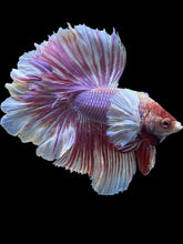 Load image into Gallery viewer, Male Rosetail - Purple Dumbo #2417 - Live Betta Fish
