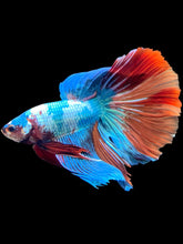 Load image into Gallery viewer, RARE GIANT Male Halfmoon - Candy #2417 - Live Betta Fish
