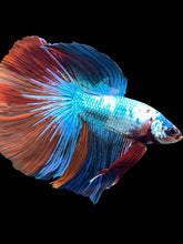 Load image into Gallery viewer, RARE GIANT Male Halfmoon - Candy #2417 - Live Betta Fish
